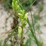 Pedicularis ascendens Flower