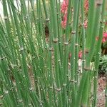 Equisetum hyemale Blad