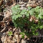 Delphinium tricorne Leaf