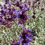 Salvia dorrii Flower