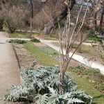 Cynara scolymus Hábito