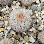 Echinocereus dasyacanthus Лист