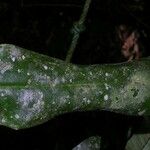 Philodendron ensifolium Blatt