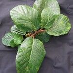 Ficus velutina Anders