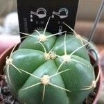Gymnocalycium baldianum Leaf