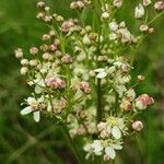 Filipendula vulgaris Kwiat