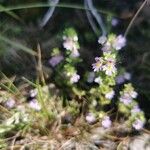 Euphrasia alpina Flower