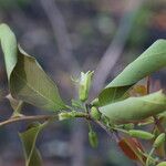 Ximenia americana Flower