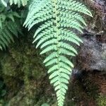 Polystichum aculeatum Blad