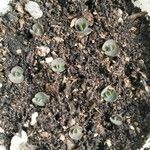 Kalanchoe daigremontiana Leaf