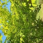 Acer cissifolium Hábito