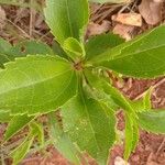 Baccharis latifolia List