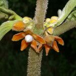 Besleria robusta Fruit