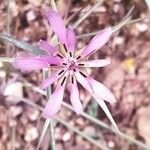 Geropogon hybridus Květ