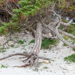 Juniperus macrocarpa Bark