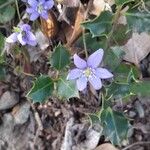 Hepatica nobilisFlower