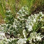 Verbascum undulatum Leaf