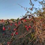 Ilex decidua Fruto