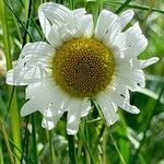 Leucanthemum ircutianum Flor