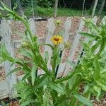 Helenium flexuosum आदत