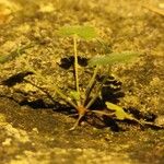 Geranium sibiricum Habitus