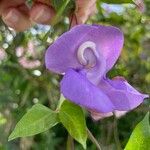 Vigna speciosa Flower