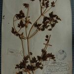Clematis brevipes Otro