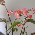 Begonia evansiana 花