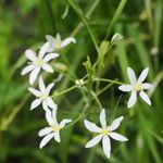 Ornithogalum ponticum  Zahar.ফুল