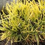 Pinus banksiana Hoja