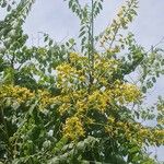 Koelreuteria paniculataFlower