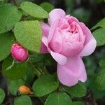 Rosa damascena Çiçek