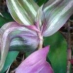 Tradescantia zebrina List