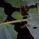 Solanum candidum кора