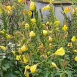 Oenothera glazioviana Žiedas