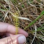 Trocdaris verticillata Blatt