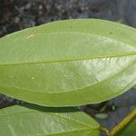 Satyria meiantha Hoja