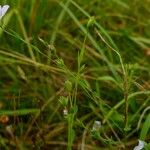 Linum usitatissimum Habit