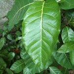 Ficus septica List