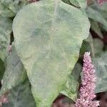 Amaranthus deflexus Feuille