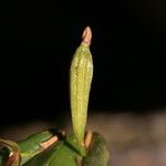 Pleurothallis discoidea Meyve