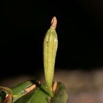 Pleurothallis discoidea Frugt