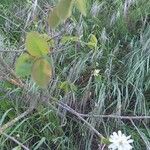 Amelanchier alnifolia List