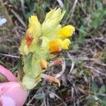 Rhinanthus pumilus Flor