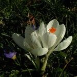 Crocus flavusBlüte