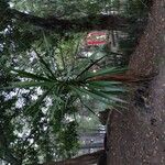 Yucca aloifolia Fuelha