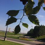 Crataegus marshallii عادت