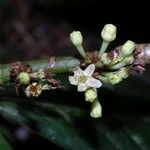 Erythroxylum macrophyllum Other