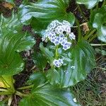 Bergenia crassifoliaFlor