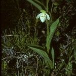 Cypripedium passerinum Hábito